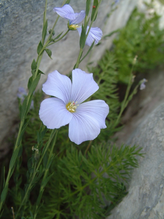 Linum alpinum / Lino celeste